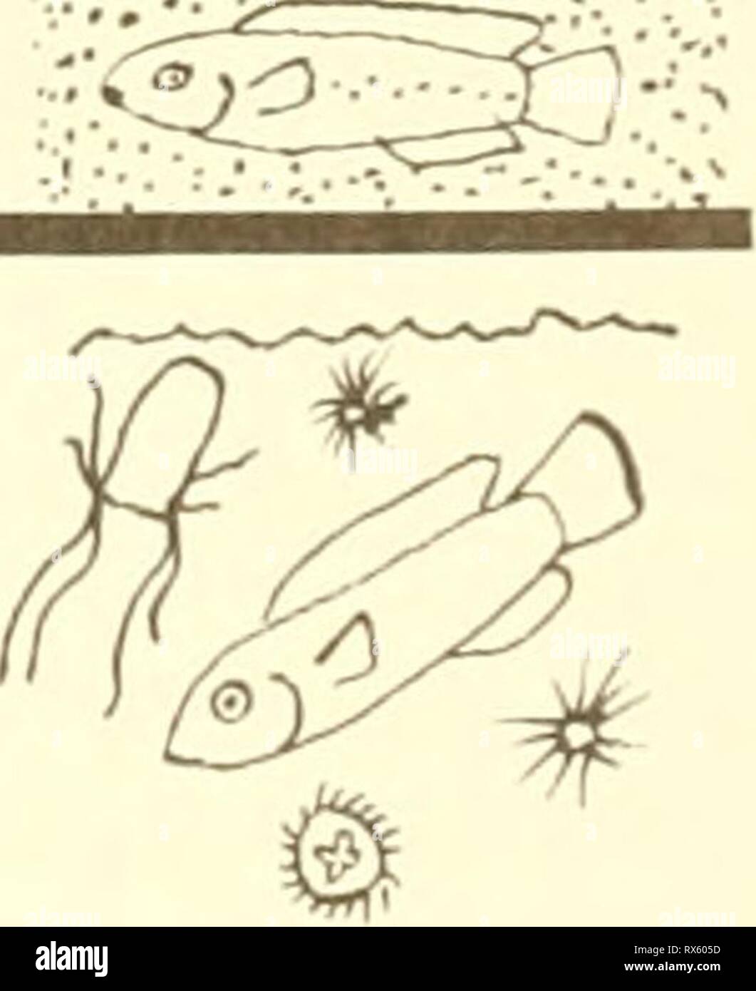 L'ecologia del profondo e l'ecologia del profondo e poco profonde scogliere coralline : risultati di un workshop sulla barriera corallina ecologia detenute dalla Società americana di zoologi, Philadelphia, Pennsylvania, dicembre 1983 ecologyofdeepsha00lavoro Anno: 1983 ijSSJV v transition Fig. 1: Otoliths di cazzi scivolose. A: 9.9 mm SLAbar = 100 micron. B: 10,1 mm SL,bar=20 micron.C: 21.0 mm SL,bar=30 micron. 2 CO s: CO CD J'E- E- 2 E- CO CO s: EN CO cc ex U CO 2 H mCl, &lt; -J O.E- 2 CnW OS CO CO E-1 cqE- Su rscn 2 CO o Cb CO CO -30 -25 -20 -15 -10 o o oo oo &lt;£ novellame &lt;?b o la metamorfosi  p ia larve -20 hl5 -10 Foto Stock