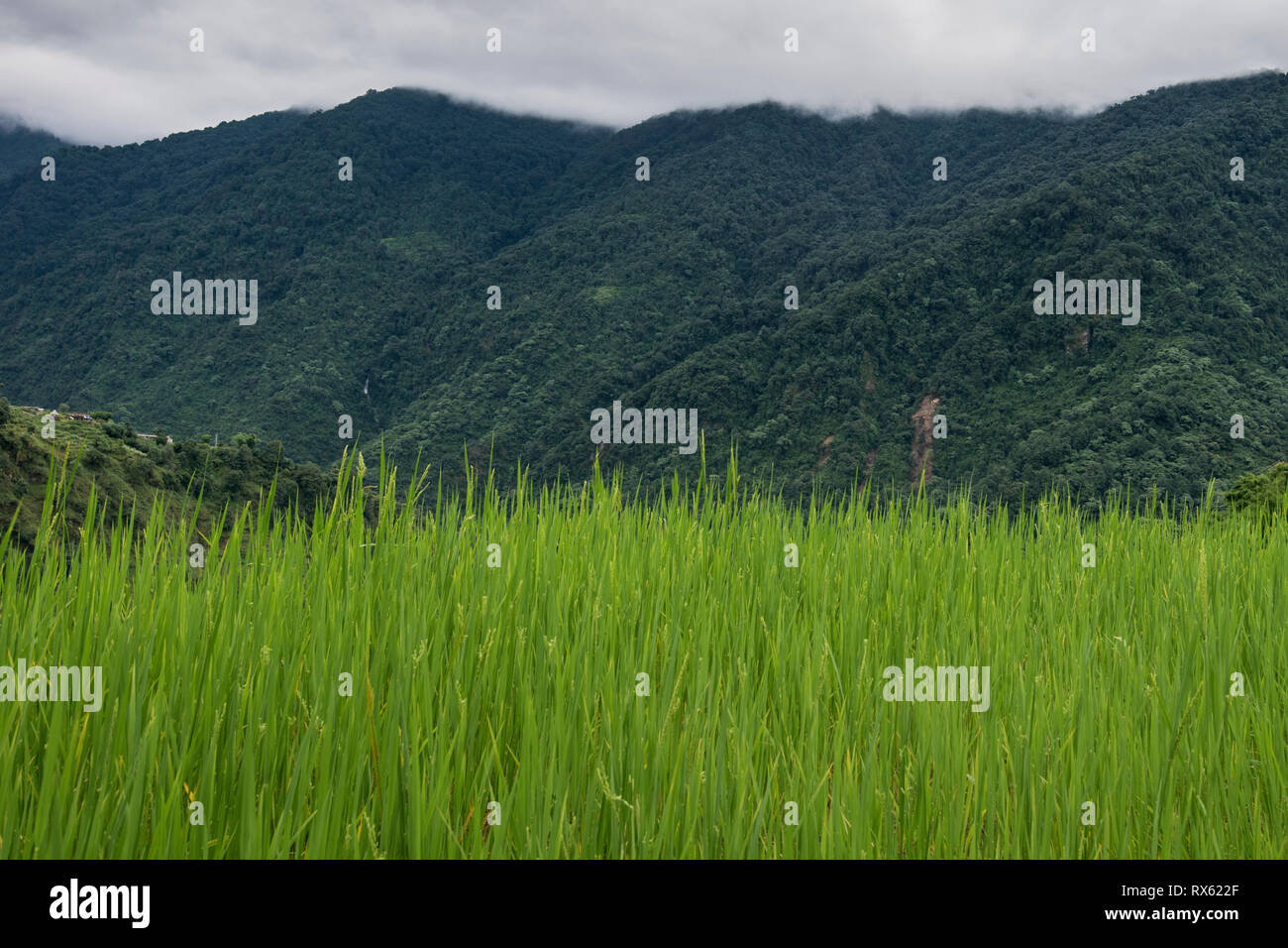 Colture in campo contro la montagna a Annapurna Conservation Area Foto Stock