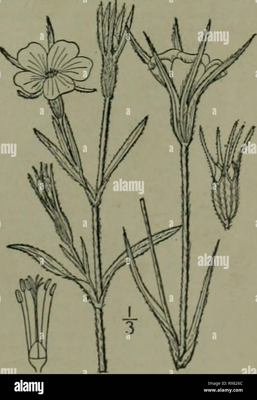 Un illustrata della flora di una flora illustrata del nord degli Stati Uniti, il Canada e la British possedimenti : da Terranova al parallelo tra il confine meridionale della Virginia e dall'Oceano Atlantico verso ovest per il 102º meridiano ed2illustratedflo02brit Anno: 1913 famiglia Rosa. Famiglia 24. CARYOPHYLLACEAE Reichenb. Consp. 206. 1828. Famiglia rosa. Annuali o perenni erbe, spesso rigonfiati in corrispondenza dei nodi, con opposti intero e.xstipulate foglie, e perfetto, poligamo, o raramente dioica fiori regolari, il sap acquosi. Sepali 4 o 5, persistente, uniti in un tubo o una tazza. Petali Foto Stock