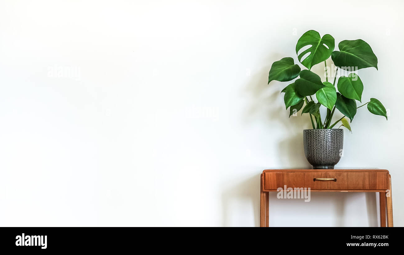 Moderno retro interno. Tabella Vintage con una pianta in vaso, insalata di frutta tree (Monstera deliciosa). Parete bianca e vuota in background. Copia spazio per il testo. Foto Stock