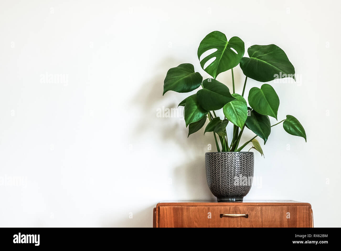 Moderno retro interno. Tabella Vintage con una pianta in vaso, insalata di frutta tree (Monstera deliciosa). Parete bianca e vuota in background. Copia spazio per il testo. Foto Stock