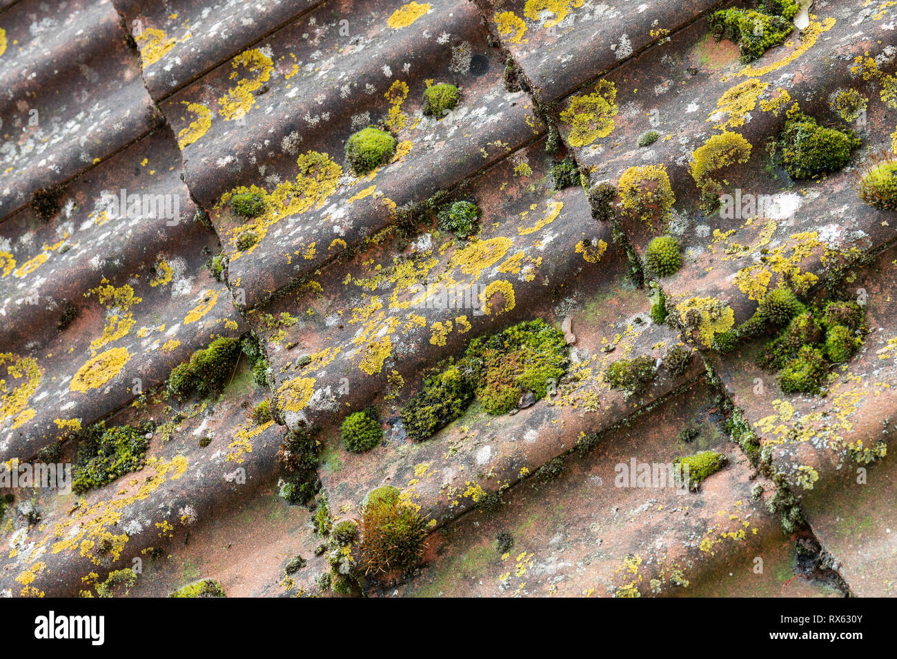 Giallo licheni e muschi che crescono su tegole del tetto REGNO UNITO Foto Stock