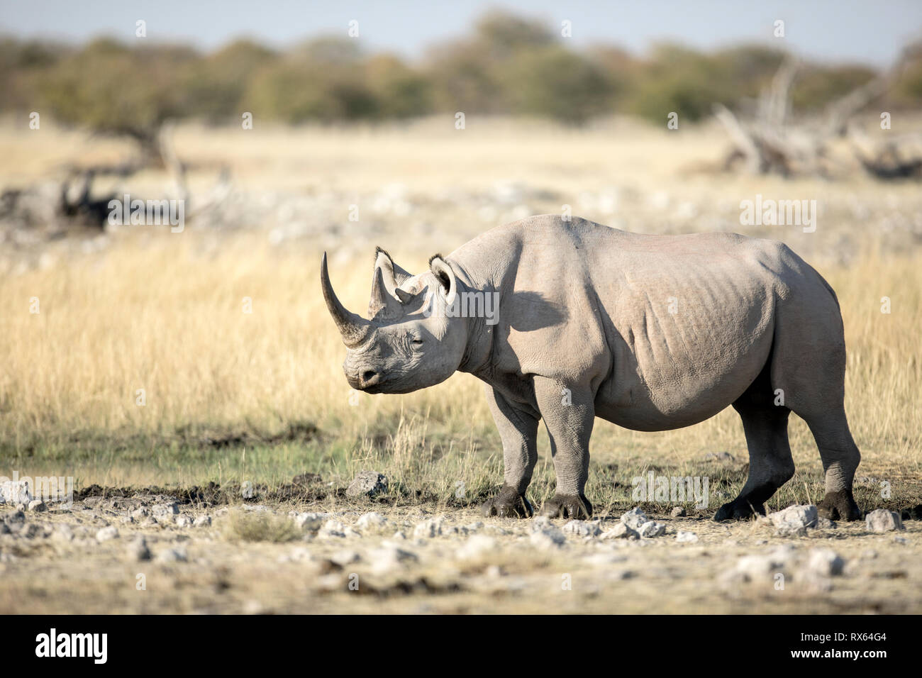 Un Rhino a Rietfontein presso il Parco Nazionale di Etosha, Namibia. Foto Stock