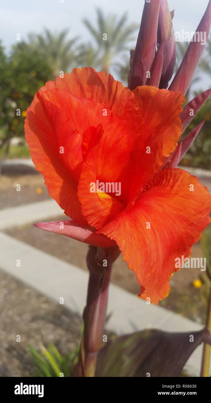 Giglio di canna Foto Stock