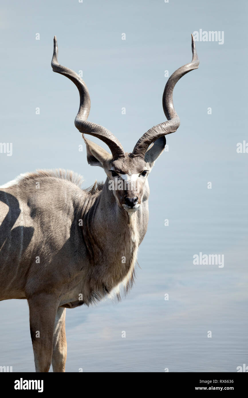 Kudu bull maschio con corna ritorto a Halali. Foto Stock