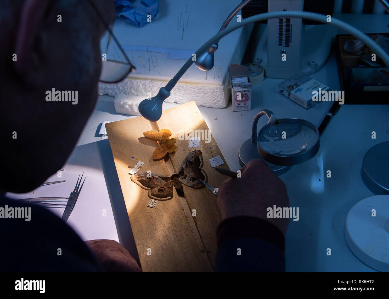 Wiesbaden, Germania. 15 Feb, 2019. Peter Mischler, un museo onorario dipendente, la cura per la collezione di farfalle nel magazzino del Landesmuseum Wiesbaden. La più grande farfalla sulla clipboard è il Viennese farfalla pavone da the peacock moth famiglia (Saturniidae), mentre il più piccolo è a farfalla il trifoglio moth di gallina falena (Famiglia Lasiocampidae). (A dpa " Lotta alla peste: volontari mantenere raccolta museale' dal 09.03.2019) Credito: Sila Stein/dpa/Alamy Live News Foto Stock