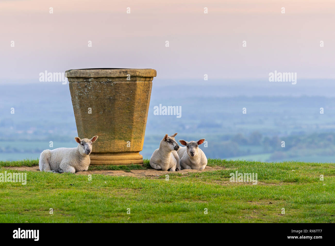 Pecora su Dovers collina vicino il topografo Foto Stock