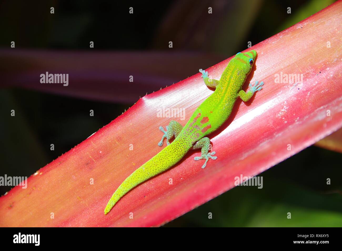 Gecko di polvere d'oro Foto Stock