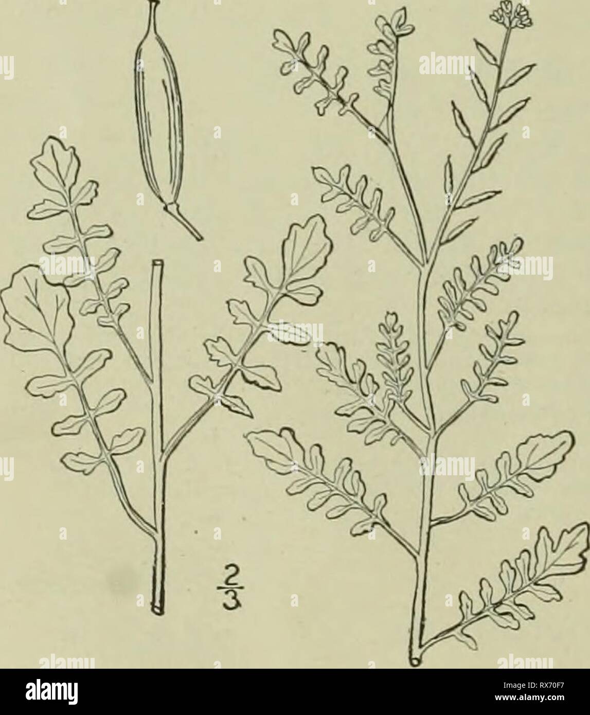 Un illustrata della flora di una flora illustrata del nord degli Stati Uniti, il Canada e la British possedimenti : da Terranova al parallelo tra il confine meridionale della Virginia e dall'Oceano Atlantico verso ovest per il 102º meridiano ed2illustratedflo02brit Anno: 1913 I. Radiculasylvestris (L.) Druce. Creep- ing acqua gialla-crescione. Fig. 2026. Sisymbrium sylvestre L. Sp. PI. 657. 1-53. Naslurlium sylvestre R. Br. in Ait. Hort. Kew. Ed. 2, perenne, glabrous; gambi strisciante, rami ascendente. Lascia pinnately diviso o profondamente pinnatifid, petioled, 3-5' lungo, 1-2' ampio, ovate ho Foto Stock