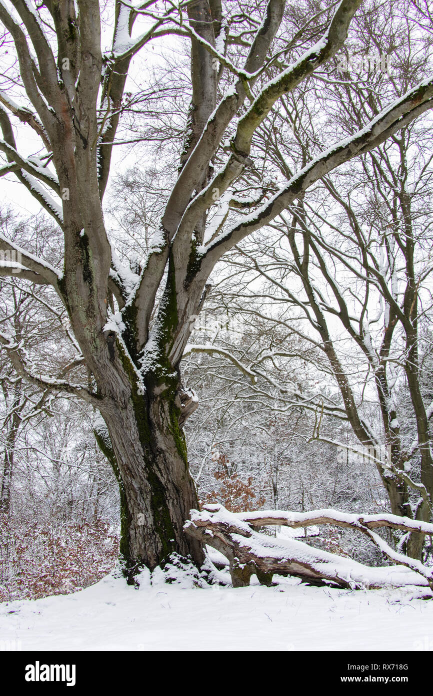 Märchenwald Faggio antico - Alter märchenhafter knorriger Winter Hutebaum Halloh Kellerwald alte Bäume, Alter Wald, Winterwald, Foto Stock