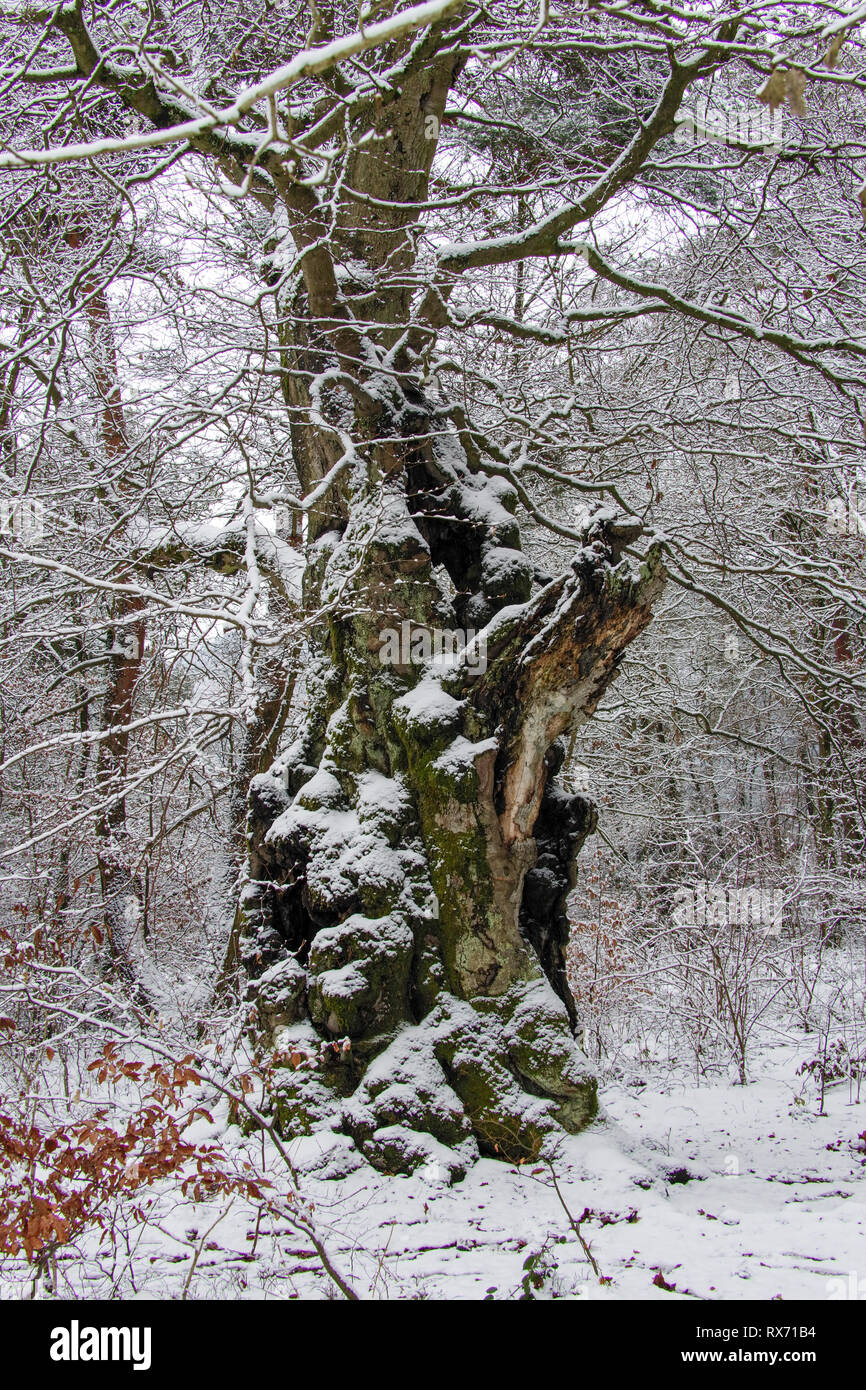 Märchenwald Faggio antico - Alter märchenhafter knorriger Winter Hutebaum Halloh Kellerwald alte Bäume, Alter Wald, Winterwald, Foto Stock