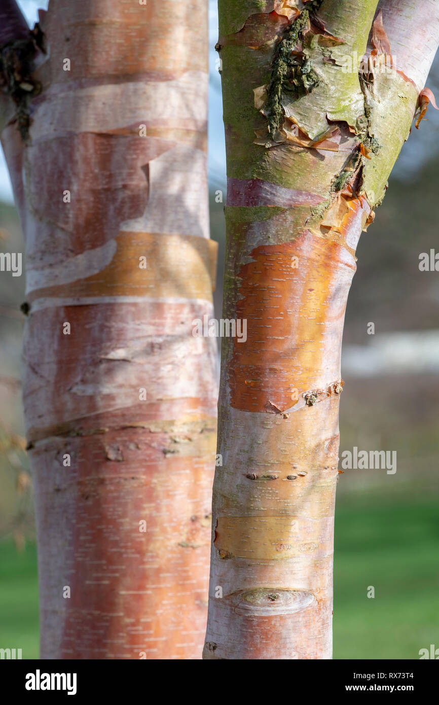 Betula albosinensis 'septentrionalis'. Nord rosso Cinese betulla corteccia di albero Foto Stock