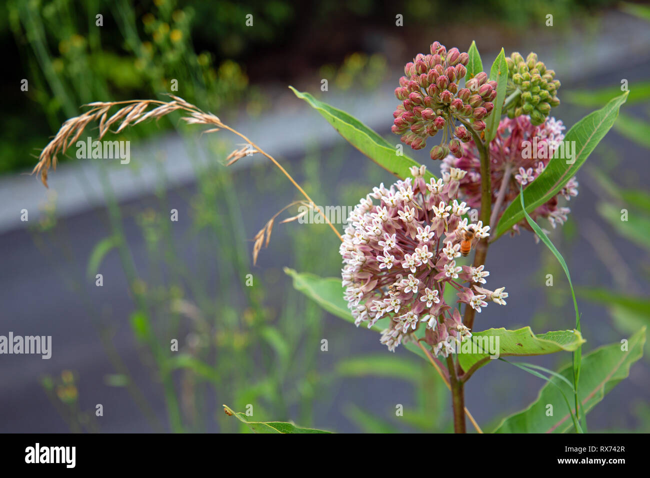 Milkweed in fiore Foto Stock
