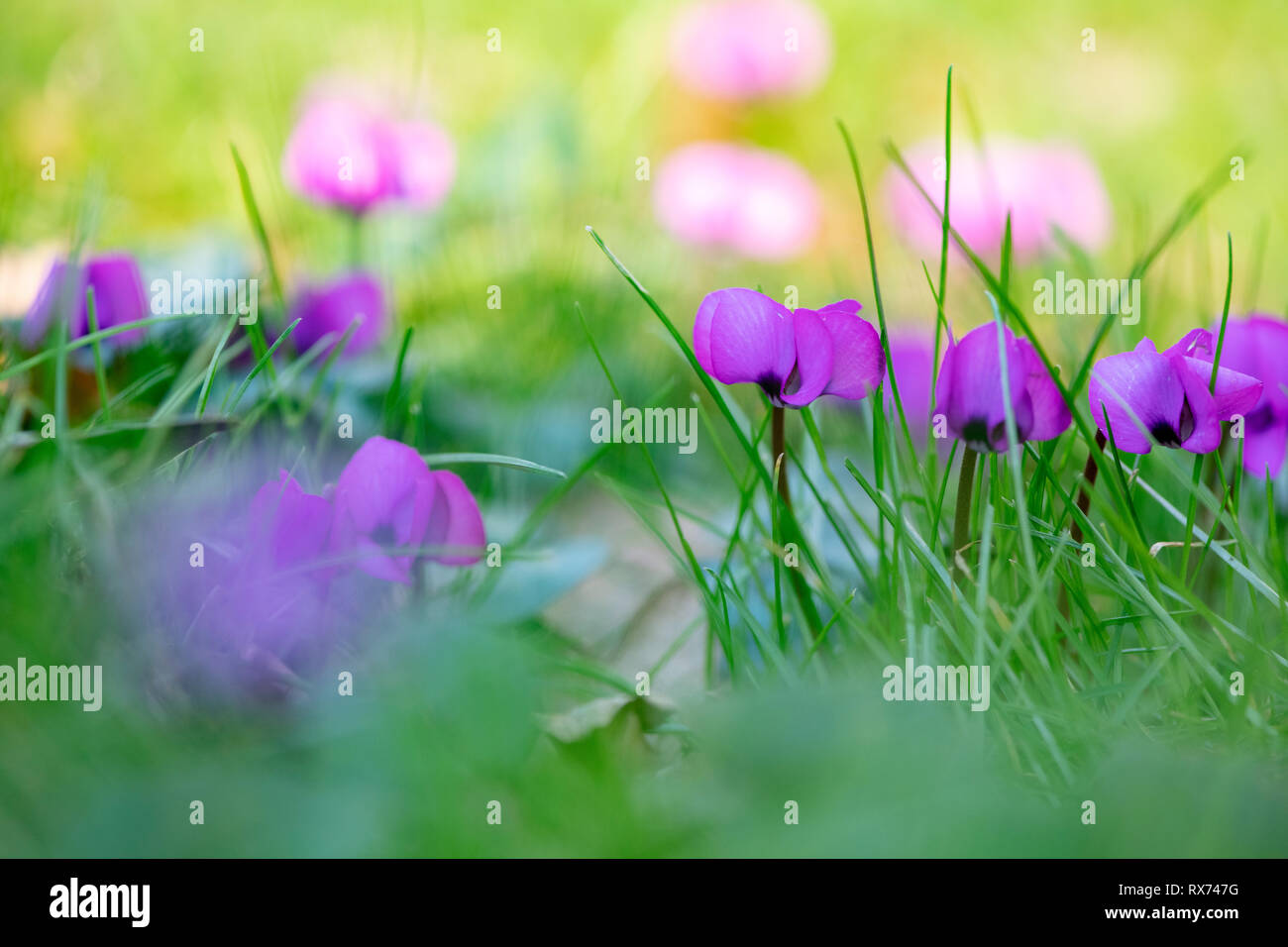 Ciclamino Coum fiori tra l'erba in febbraio Foto Stock