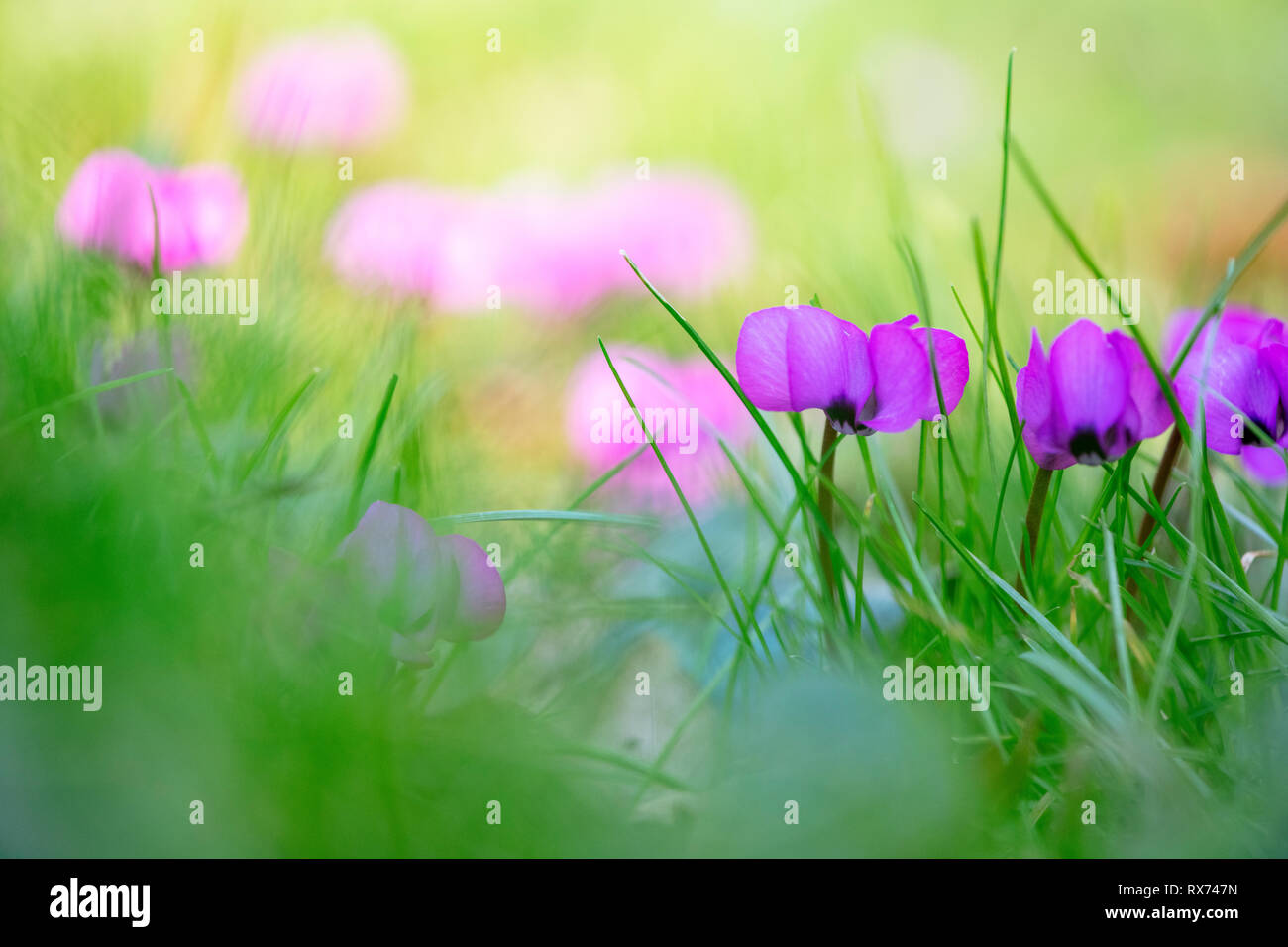 Ciclamino Coum fiori tra l'erba in febbraio Foto Stock