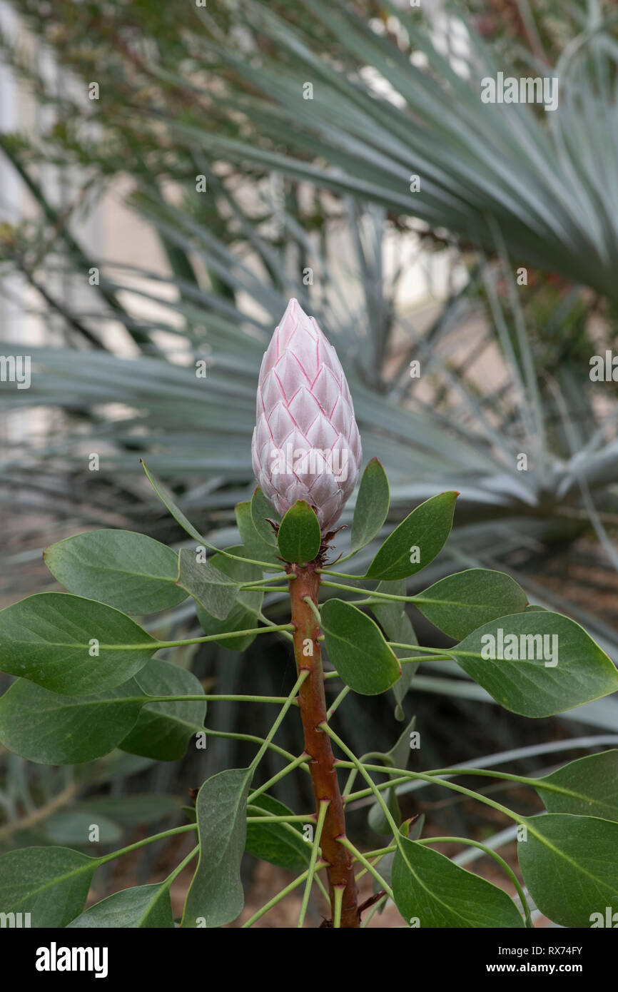 Protea cynaroides, il re protea germoglio di fiore all'interno della serra ad RHS Wisley Gardens, Surrey, Regno Unito Foto Stock