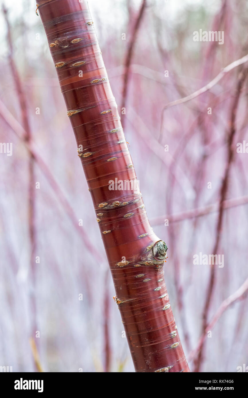 Prunus serrula. Ciliegio tibetano di corteccia di albero . La Betulla di corteccia di albero in inverno Foto Stock