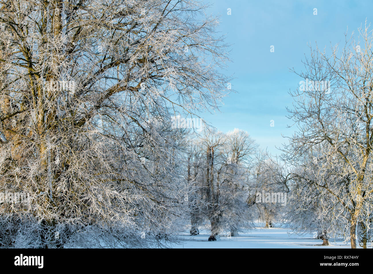 La neve e il gelo invernale coperto di alberi in Avebury, Wiltshire, Inghilterra Foto Stock