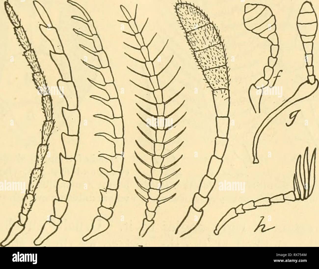 Entomologia economica per l'imprenditore di entomologia economica per l'agricoltore e frutta-coltivatore economicentomolo01smit Anno: 1906 STRUTTURA E CLASSIFICAZIONE. 21 mon tipi di struttura di antenna che si verificano in tutti gli insetti che possono essere indicate in seguito senza especial descrizione. Le antenne sono detti a h^, filiformi o filiformi, quando i giunti sono quasi anche in tutto, cilindrica, tolerably uguale in lunghezza e simili nell'aspetto generale. Una dentellatura o sega- antenna dentata ha le articolazioni più o meno di forma triangolare e montati in modo che un unico margine assomiglia a bordo dentato di Foto Stock