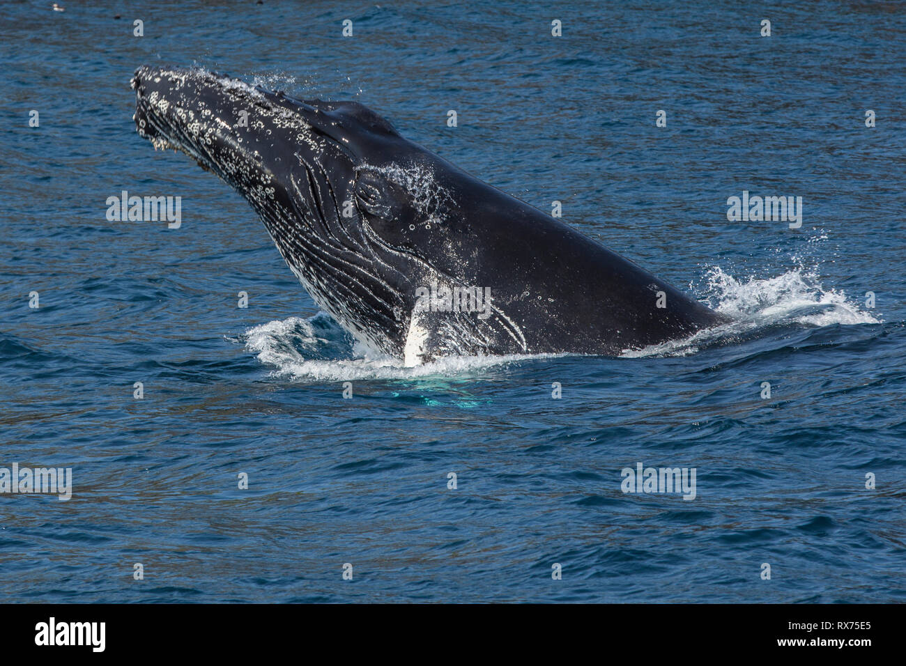 Humpback Whale violare, Witless bay riserva ecologica, Terranova, Canada Foto Stock