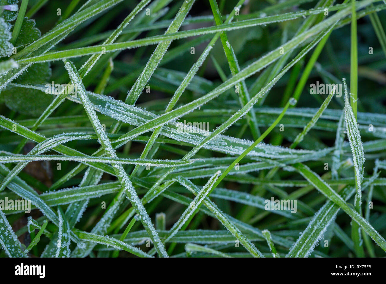 I cristalli di ghiaccio (trasformata per forte gradiente frost) sul verde erba del campo Foto Stock