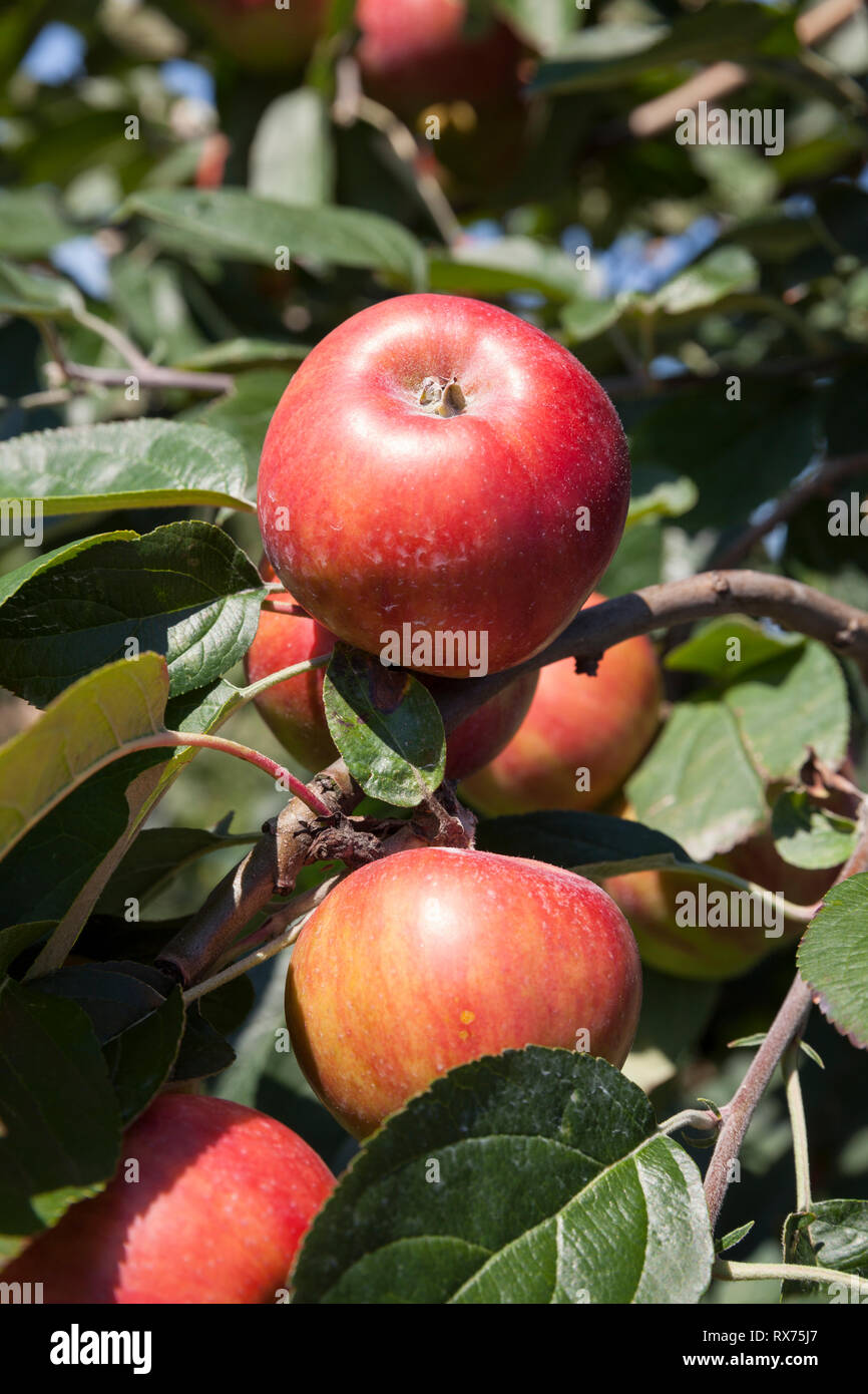 Le mele sulla struttura ad albero, Bassa Sassonia, Germania, Additional-Rights-Clearance-Info-Not-Available Foto Stock