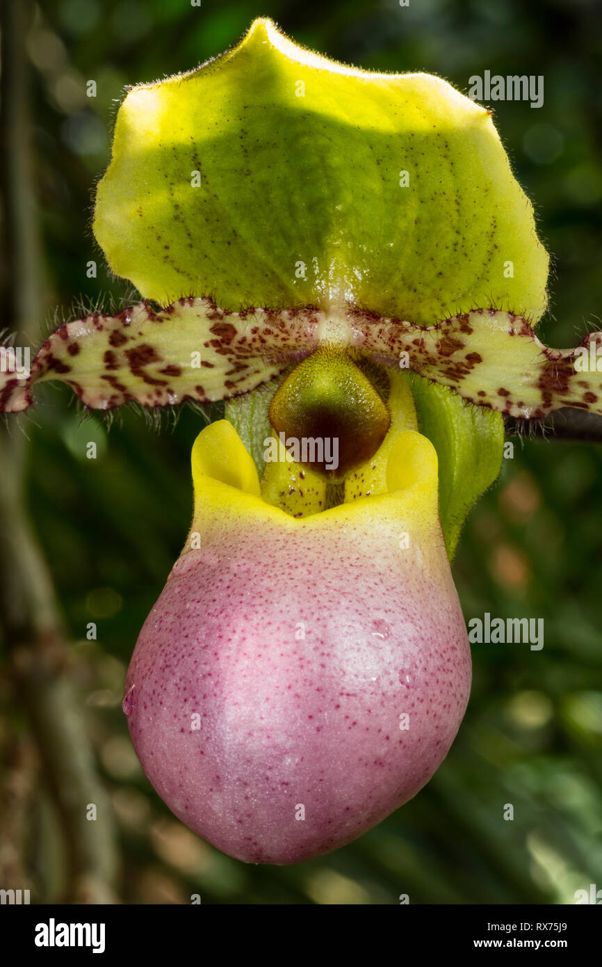 La botanica, Pianella della Madonna, (Paphiopedilum), orchidea, (Orchidaceae), Blossom, Additional-Rights-Clearance-Info-Not-Available Foto Stock