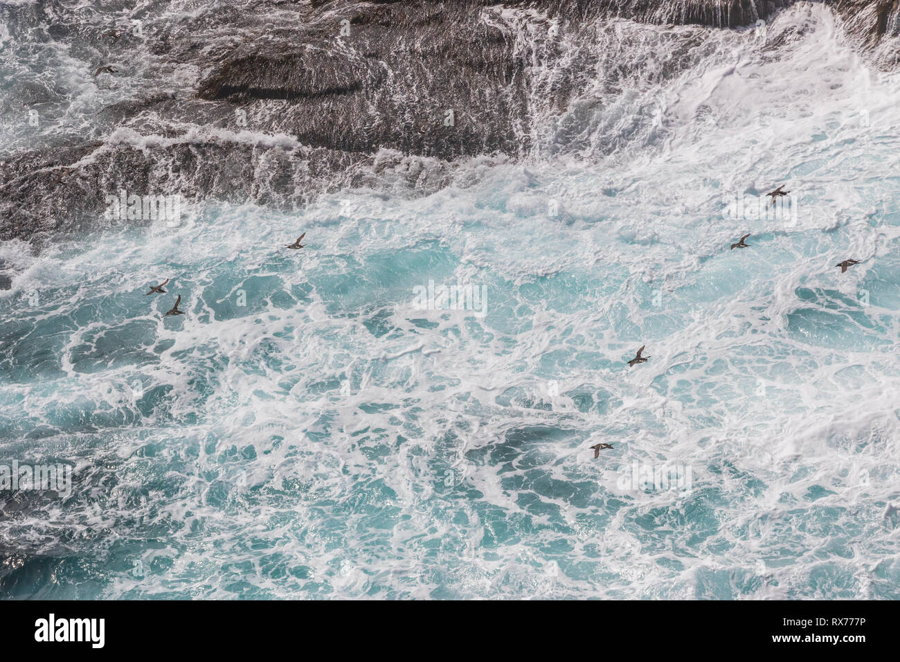 Mures comune battenti appena al di sopra della superficie dell'oceano,Cape Santa Maria della riserva ecologica in estate, settentrionale sule, kittiwakes e mures, uccelli marini colonia di allevamento, Terranova, Canada Foto Stock