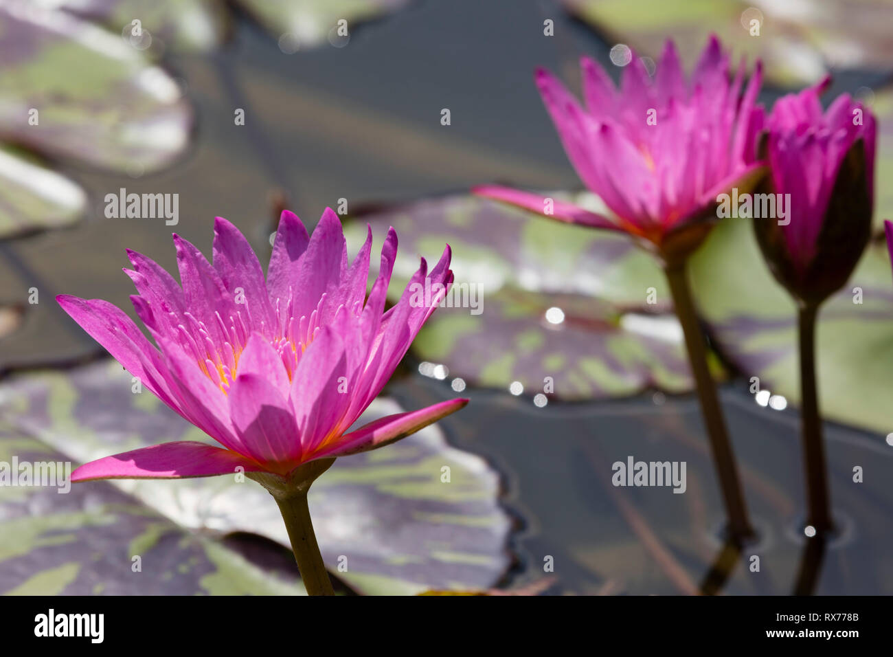 La botanica, la ninfea bianca (Nymphaea), Additional-Rights-Clearance-Info-Not-Available Foto Stock