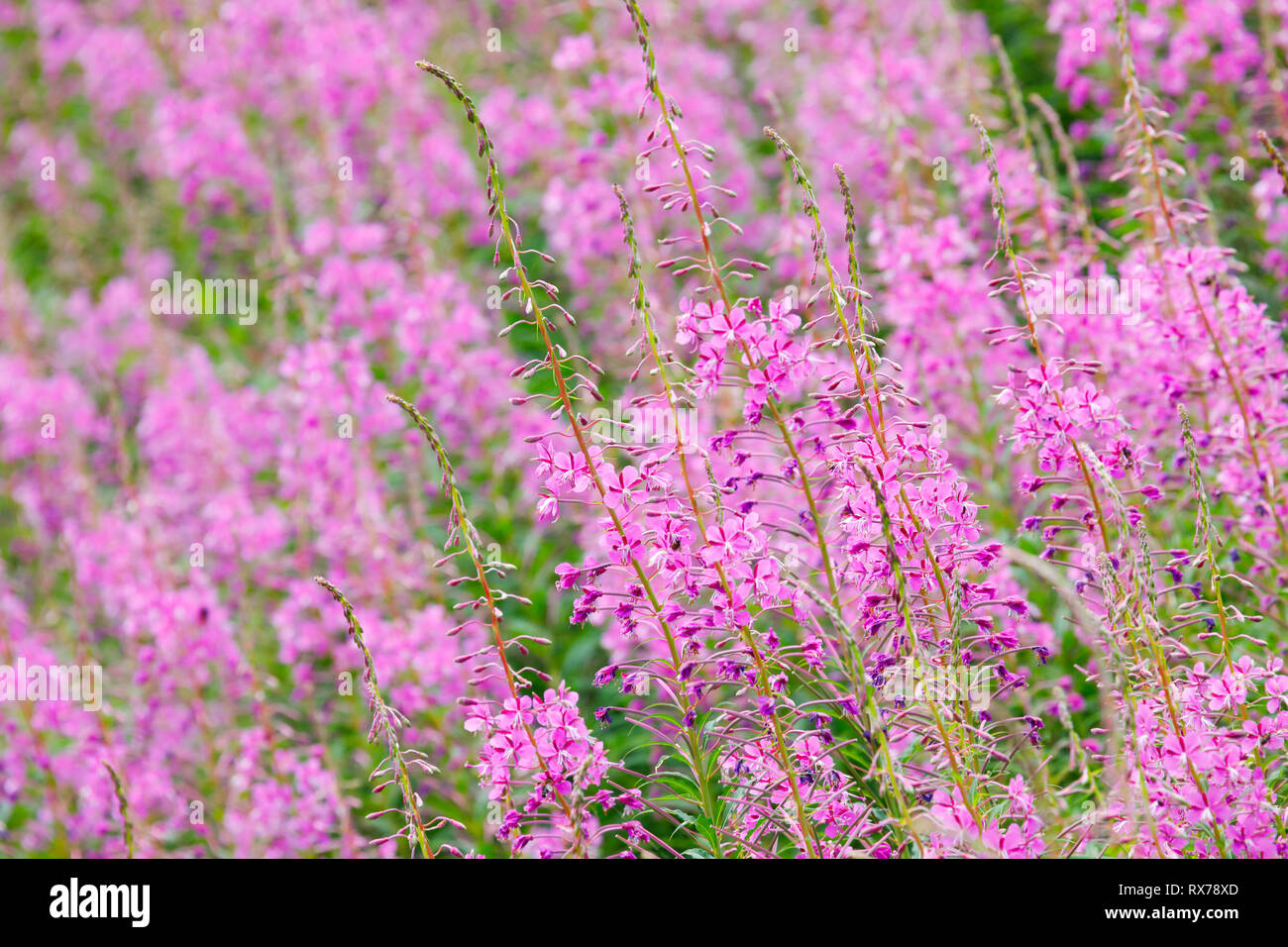 La botanica, fireweed, Epilobium angustifolium, Svizzera, Additional-Rights-Clearance-Info-Not-Available Foto Stock