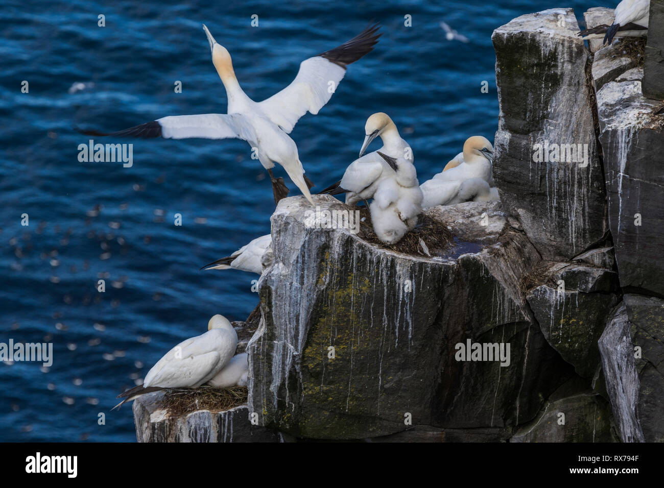 Panoramica di riproduzione degli uccelli, Colonia Nord Gannett, Morus bassanus, Cape Santa Maria della riserva ecologica, Terranova, Canada Foto Stock