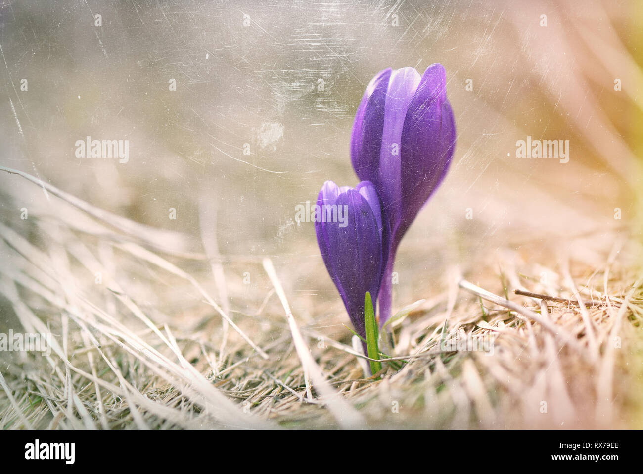 Primi fiori di primavera. Viola di crochi in erba secca. Due fiori. Viraggio. L'effetto di vecchie foto da urti e graffi Foto Stock