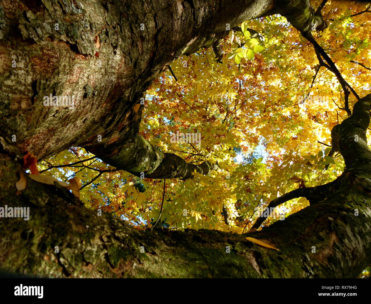 Giapponese albero zelkoven giallo con foglie di autunno in ripida prospettiva Foto Stock