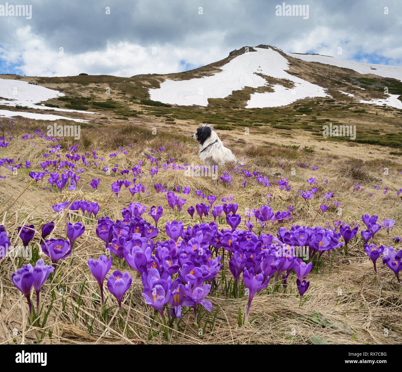 La molla del paesaggio. Crocus fiori in una radura in montagna. Dog sitter sull'erba. La bellezza della natura. Carpazi, Ucraina, Europa Foto Stock