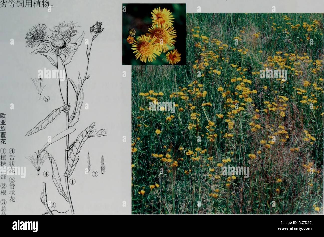 E Er Duo Si zhi e er duo si zhi wu zhi eerduosizhiwuzhi02wuji Anno: 2007.7 1.ae¬§äºaeè¦è± Inula hritanicci L. å"åaeè¦è±ãå¤§è±aeè¦è±ãéae²'è å½¢aeç¹å¾å¤å¹'çèae¬ï¼é"20-70rmãae ¹ç¶èç-ï¼ae¨ªèµ°aeaeåãèç"ç"ï¼åçae2-3ä'ªç° çï¼ä'é¨aeåaeï¼ç¨ä'åaeãåºçå¶åä'é¨å¶å¨è±aeå''ae¯èï¼é¿ae¤-åå½¢aeae"éå½¢ï¼ä'é¨ae"ç- aeç-aeaeé¿aeï¼ä'-é¨å¶é¿ae¤-åå½¢ï¼é¿5-11cmï¼å®½0.6-2.5cmï¼å ç"¯éå°aeae'å °ï¼åºé¨å®½å¤§ï¼å¿ å½¢aeaeè³ï¼åae±èï¼è¾¹ç¼aeå ·å °å °å¤'ççaeµ é½ aeè ¿¿å ¨ç¼ï¼ä'é¢ae ae¯aeè¢"çä¼ae¯ï¼ä'é¢å¯è¢"ä¼ aeae¯åè ºç¹ï¼ä'é¨å¶ae'å °ãå¤'ç¶è±åº1-5ä'ªçäºèé¡¶aeaeç"¯ï¼ç'å¾2.5-5cm;è±åºae¢é¿ l-4cm ï¼èå¶ae¡ç¶ae"éå½¢ï¼ae"èåçå½¢ï¼ç'å¾1.5-2.2cm ï¼ae"èç4-5å±ï¼å Å¤±è ae¡ç¶ae"éå½¢ï¼ å ç"¯é¿ae'å °ï¼ Foto Stock