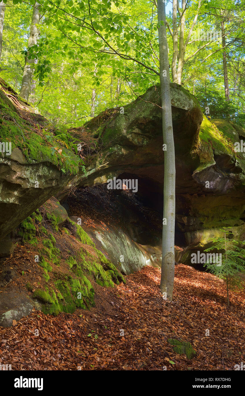 Paesaggio estivo con fata foresta. Verde muschio sulle pietre e alberi. Carpazi, Ucraina, Europa Foto Stock