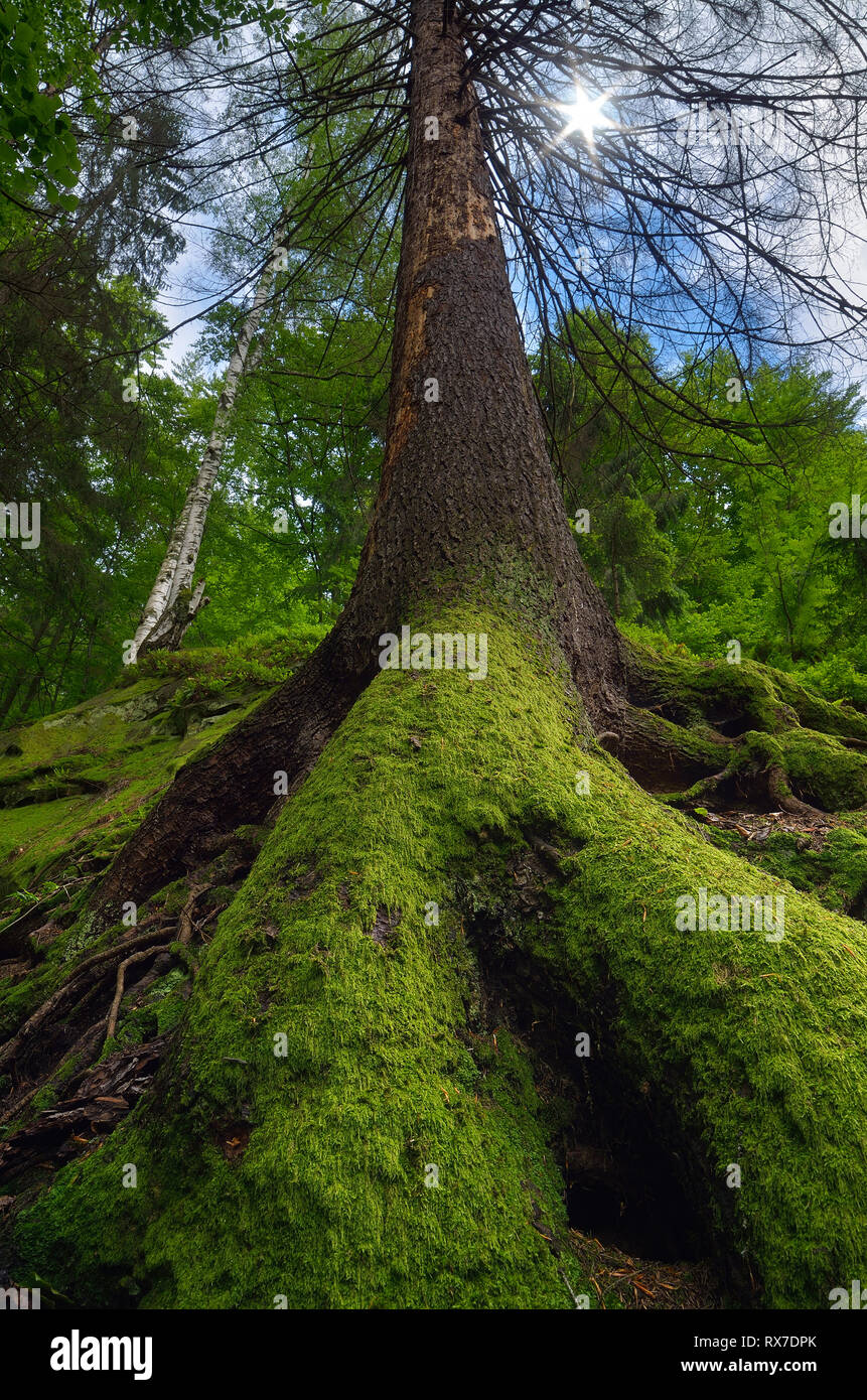 La molla del paesaggio. Moss sull'albero. La bellezza della natura. Fiaba Forest Foto Stock