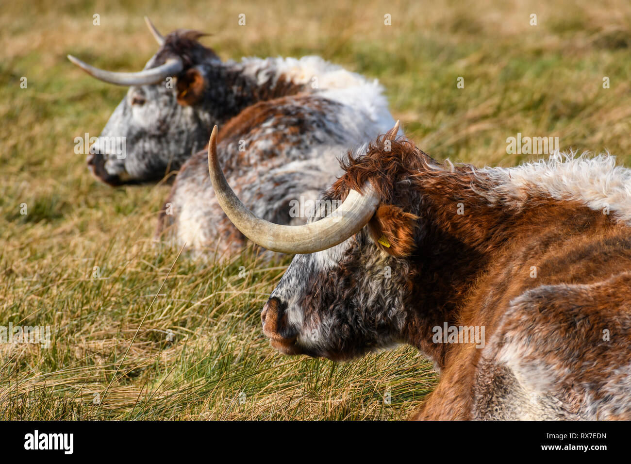 Longhorn Bovini, Caerlaverock WWT, Dumfries & Galloway, Scozia Foto Stock