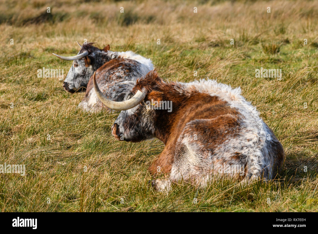 Longhorn Bovini, Caerlaverock WWT, Dumfries & Galloway, Scozia Foto Stock