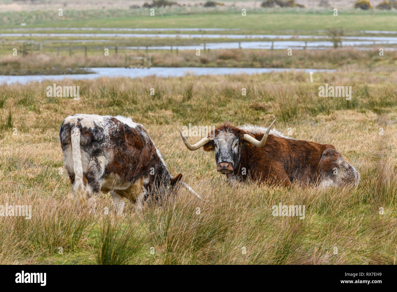 Longhorn Bovini, Caerlaverock WWT, Dumfries & Galloway, Scozia Foto Stock