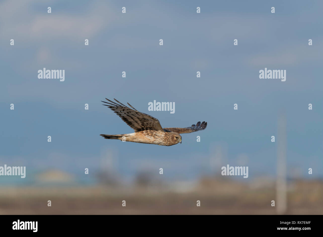 Harriers settentrionale volare basso sopra il terreno quando si caccia, tessitura avanti e indietro su campi e paludi come si guarda e ascolta per piccoli animali. Essi mangiano sul terreno, ed essi appollaiarsi su bassa posti o alberi. Foto Stock