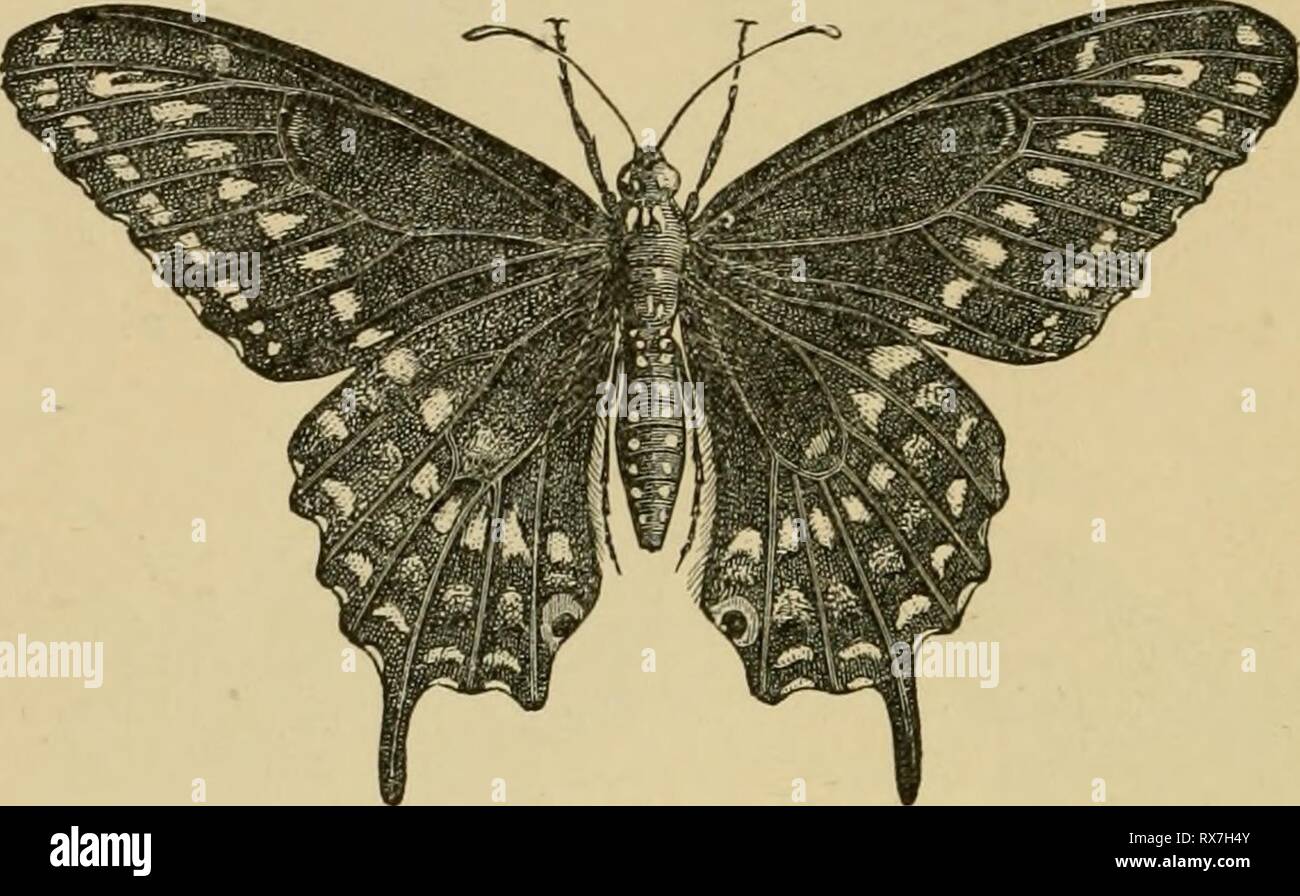 Entomologia economica per l'imprenditore di entomologia economica per gli agricoltori e i coltivatori di frutta e per uso come un libro di testo nelle scuole agrarie e collegi; economicentomol00smit Anno: 1906 250 un economico entomologia. comune specie orientale, estendentesi- verso ovest per il Rocky- montagne, è C. philodice^ le cui larve si alimenta con il trifoglio. Si tratta di un verde caterpillar alquanto simile alla ' cavolo-worm", ma anche se esso può essere piuttosto abbondante, raramente pregiudizio abbastanza per essere notato. Come regola generale, la larva è piuttosto difificult per trovare, anche dove le farfalle sono abbondanti e praticamente nessuna misura Foto Stock