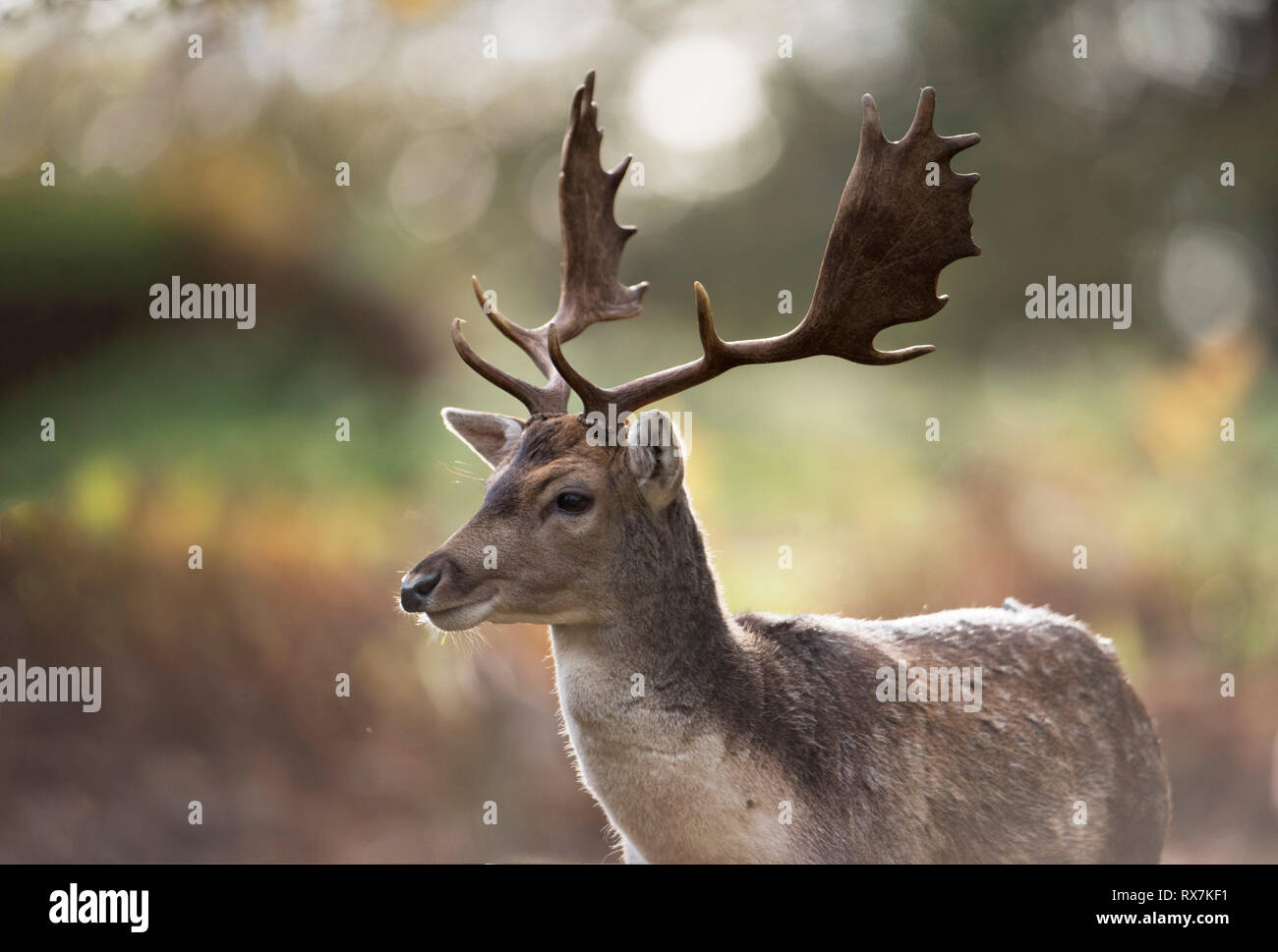 Daini, Dama Dama, Knole Park, Kent, Regno Unito, Bosco autunnale, maschio Foto Stock