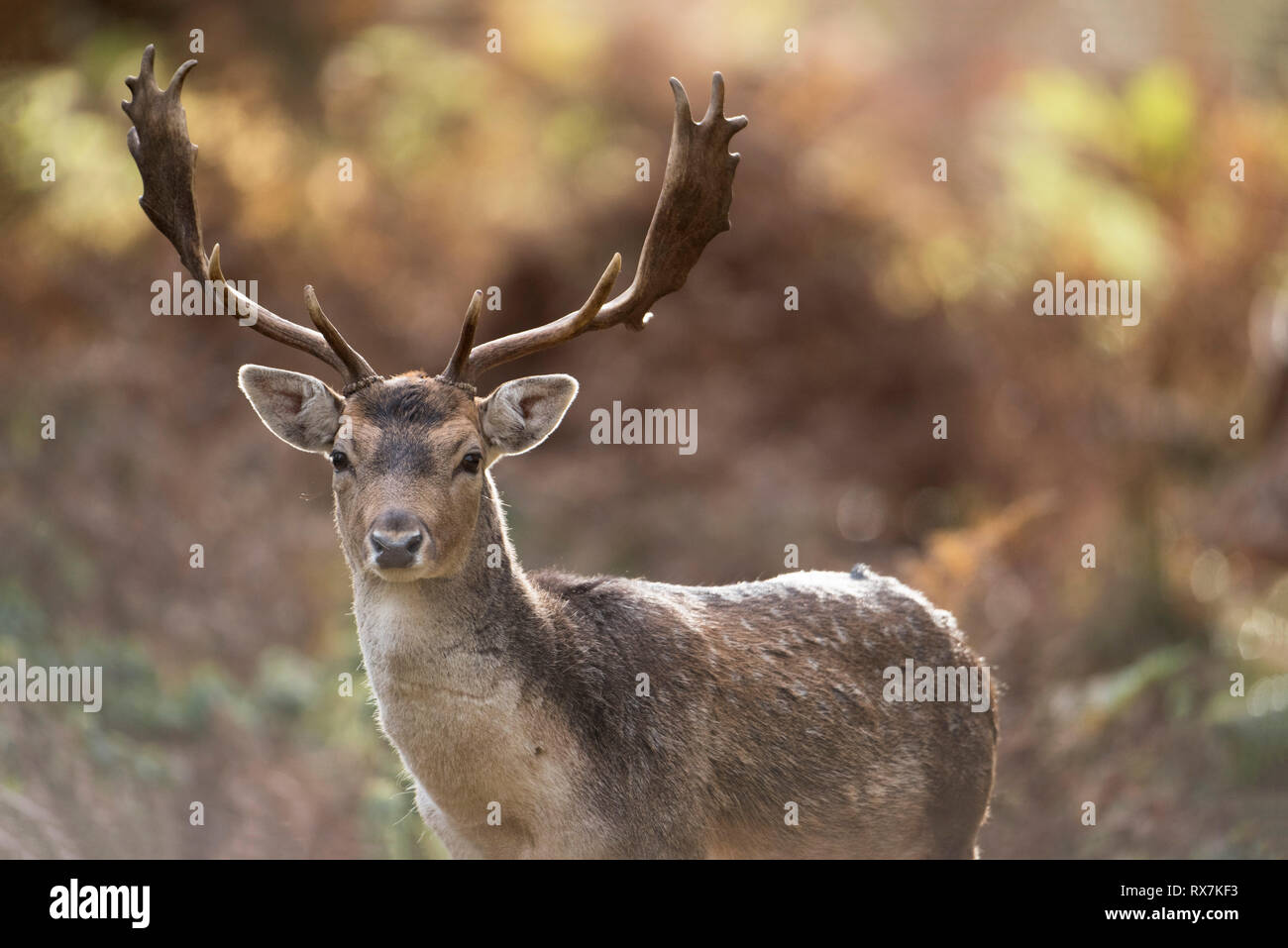 Daini, Dama Dama, Knole Park, Kent, Regno Unito, Bosco autunnale, maschio Foto Stock