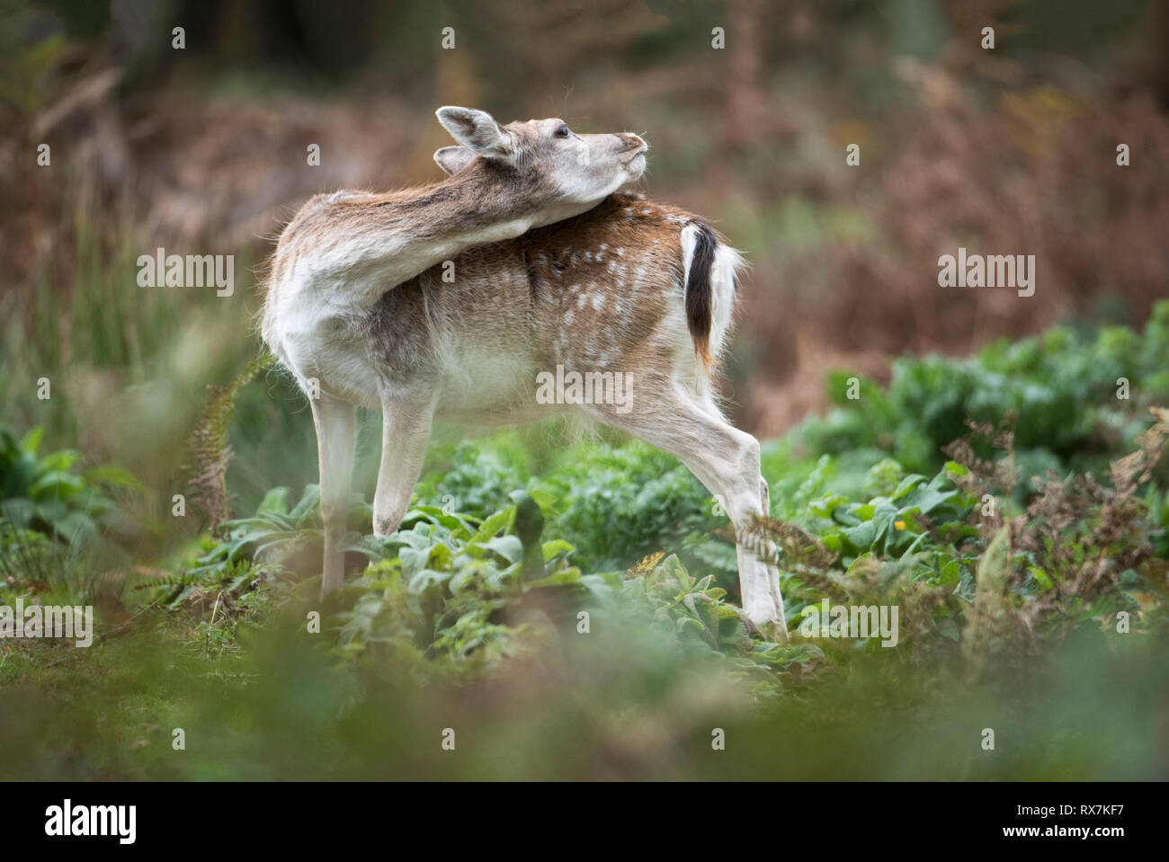 Daini, Dama Dama, Knole Park, Kent, Regno Unito, Bosco autunnale, femmina Foto Stock