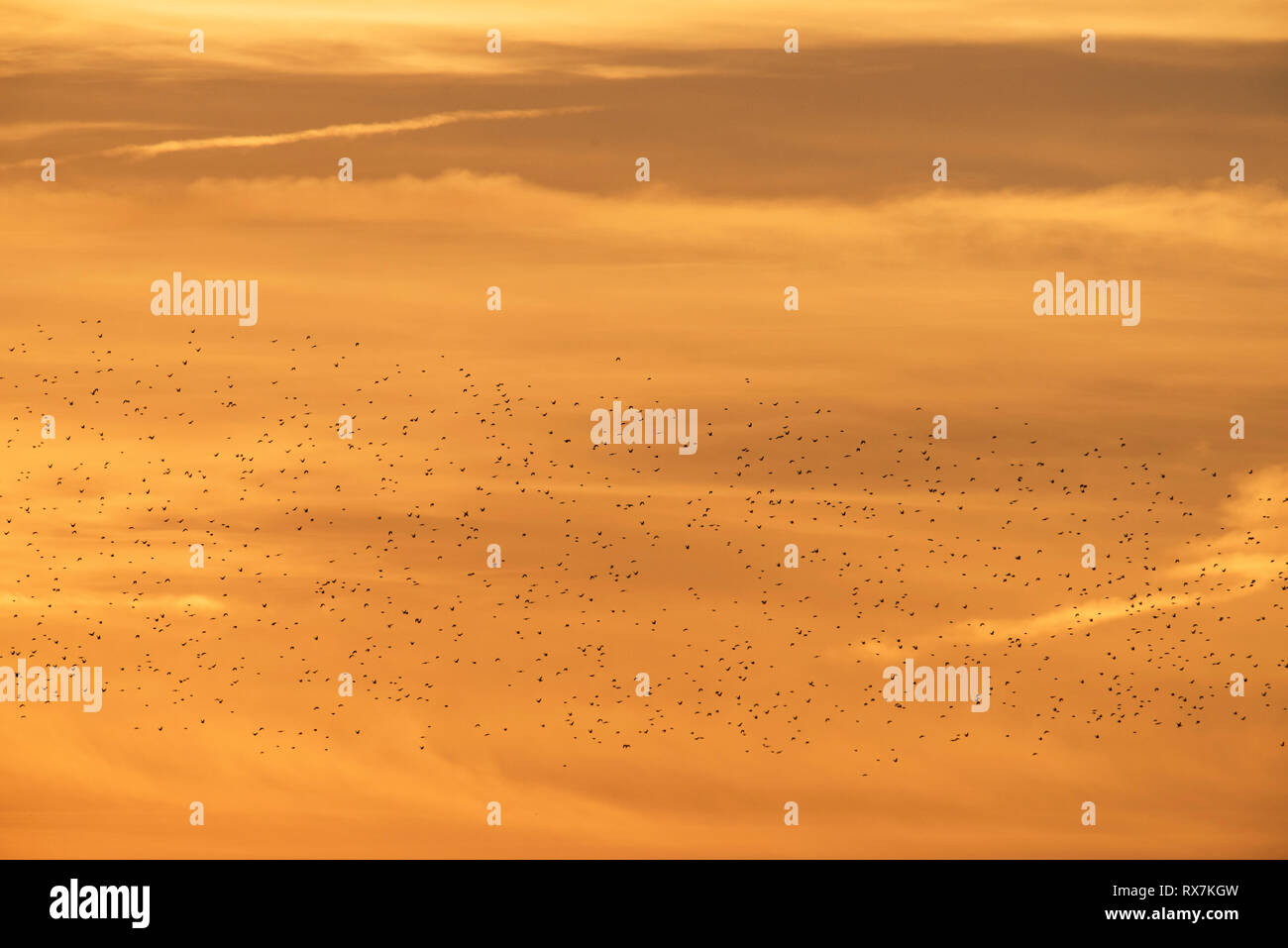 Comune di storni provenienti in roost, Sturnus vulgaris, contro arancione tramonto Cielo, Osono paludi, Kent REGNO UNITO Foto Stock