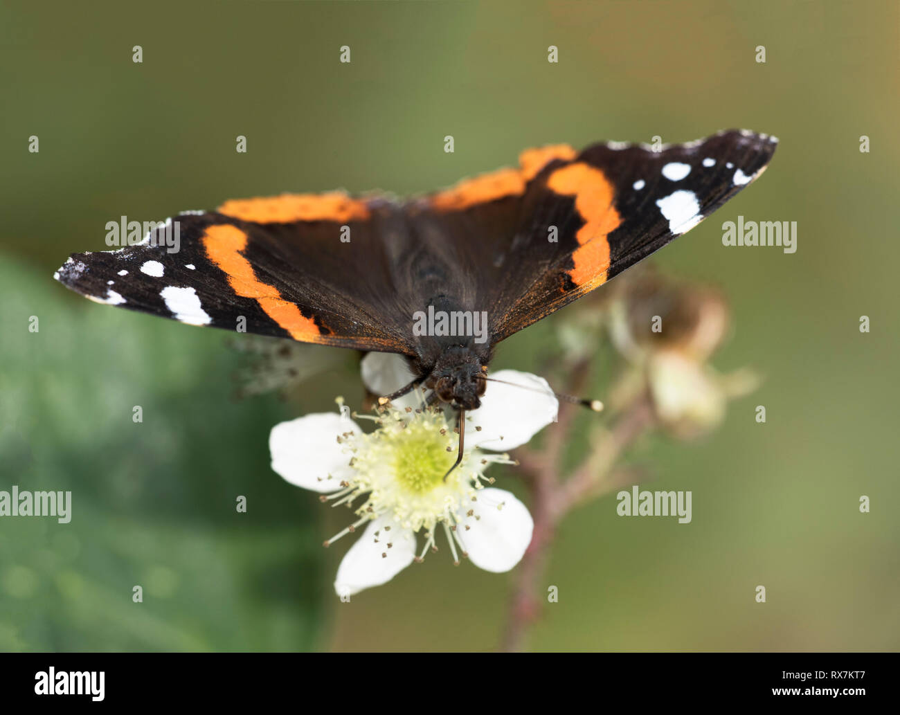 Red Admiral Butterfly, Vanessa Atalanta,Thornden boschi, Kent, Regno Unito, alimentando il rovo fiori, autunno, bosco Foto Stock