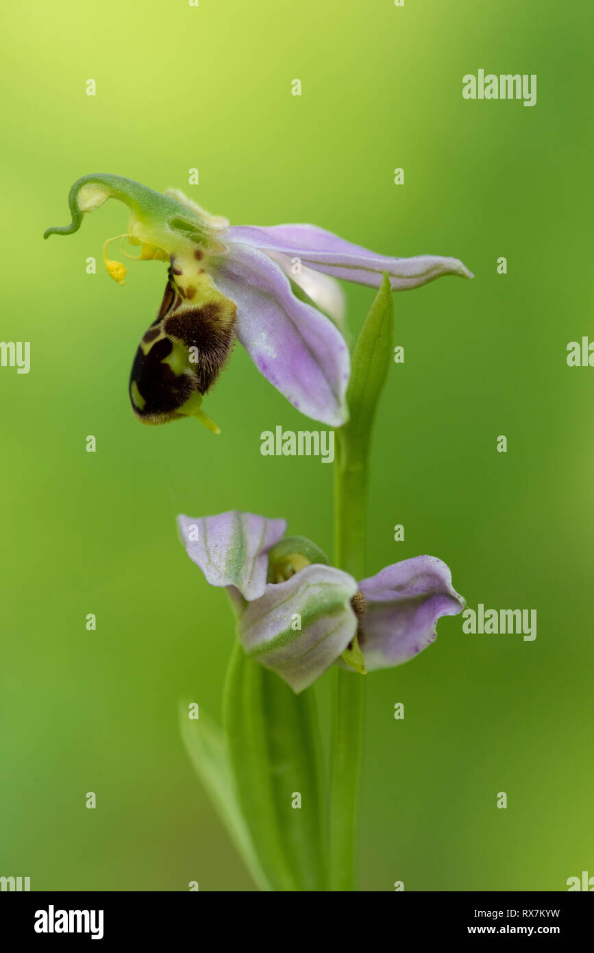 Bee Orchid, Ophrys apifera, Monkton Riserva Naturale, Kent REGNO UNITO, il fiore del labbro vellutato assomiglia a una femmina di ape. I maschi volare nel cercare di accoppiarsi con esso e Foto Stock