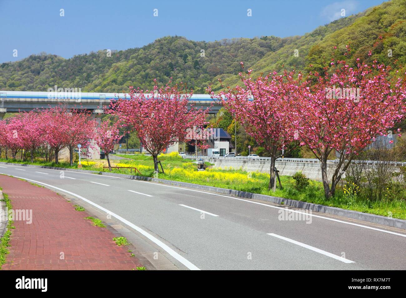 Himeji, Giappone (regione di Kansai). Strada rurale con ciliegi - sprintime vista. Foto Stock