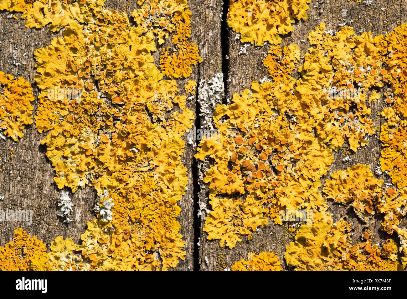 Comune lichene arancione, marittimo sunburst Liched, Xanthoria parietina, Bredhurst boschi, Kent REGNO UNITO, inquinamento elevato specie tolleranti, crescendo su woodlan Foto Stock
